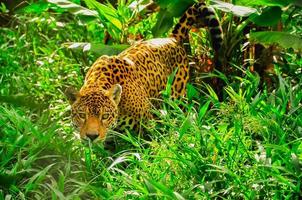 een jaguar in het gras foto