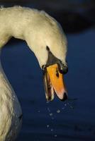 close up van een zwaan foto