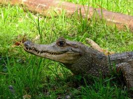 een kaaiman aan de oevers van een lagune, amazone, ecuador foto