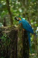 blauwe en gouden ara, amazonegebied, ecuador foto