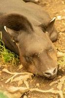 tapir uit de Amazone jungle foto