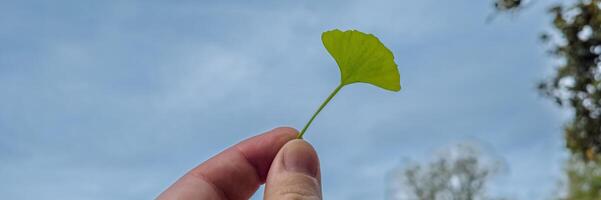 hand- Holding een vers groen ginkgo biloba blad tegen een blauw lucht, symboliseert kruiden geneeskunde en milieu behoud foto