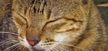 mooi schattig verlaten straat kat met pluizig vacht, een verdwaald kat in de straat foto