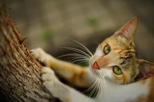 mooi schattig verlaten straat kat met pluizig vacht, een verdwaald kat in de straat foto