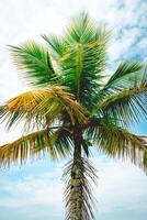 dichtbij omhoog palm boom Aan de strand van santos, Brazilië. foto