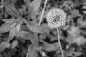 mooi wild groeit bloem zaad paardebloem Aan achtergrond weide foto