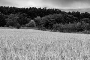 fotografie Aan thema groot tarwe boerderij veld- voor biologisch oogst foto