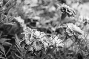 prima wild groeit bloem goudsbloem calendula Aan achtergrond weide foto