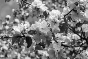 fotografie Aan thema mooi fruit Afdeling appel boom met natuurlijk bladeren onder schoon lucht foto