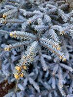 detailopname van blauw net pijnboom takken met jong kegels, markeren de uniek zilverblauw gebladerte. ideaal voor vakantie thema's en botanisch studies foto