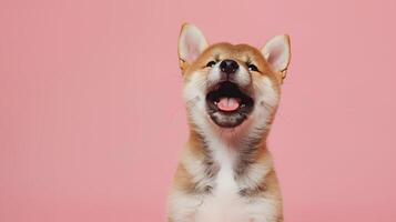 portret van een schattig shiba inu puppy Aan een gekleurde achtergrond. neurale netwerk foto