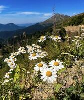 wild madeliefjes bloeiend Aan de hellingen van de Kaukasus bergen onder blauw luchten, ideaal voor natuur en reizen concepten. foto