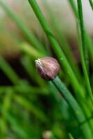 bieslook in bloem en met knoppen, allium schoenoprasum foto