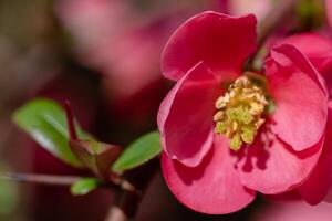 roze Japans kweepeer bloem hoofd, chaenomeles japonica, malus floribunda foto