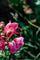 leeuwenbek bloemen in de tuin, antirrhinum majus, roze bloem hoofd en wazig achtergrond foto