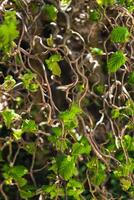 gedraaid hazelaar boom in voorjaar met golvend takken en groeit gebladerte, corylus avellana contorta foto