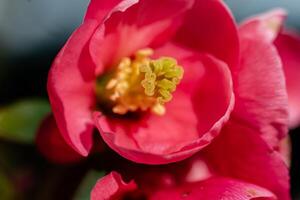 roze Japans kweepeer bloem hoofd, chaenomeles japonica, malus floribunda foto