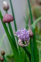 bieslook in bloem en met knoppen, allium schoenoprasum foto