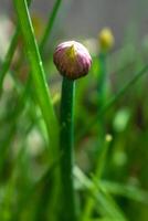 bieslook in bloem en met knoppen, allium schoenoprasum foto