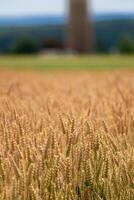 oren van tarwe in een ontbijtgranen veld- in zomer, stam en graan foto