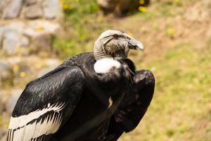 bedreigde condor ecuador foto