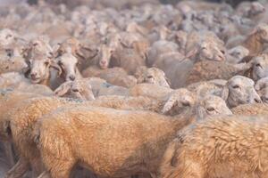 kudde van schapen Aan woestijn in ninh donderdag provincie, Vietnam foto