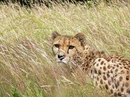 cheetah in een dierentuinomgeving foto