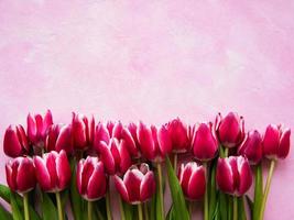 roze lentetulpen