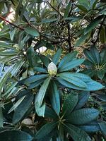 beeld met een gedetailleerd visie van een jong rododendron knop omringd door levendig groen bladeren, perfect voor botanisch en tuinieren thema's foto