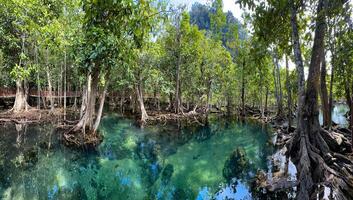 panoramisch visie van een rustig mangrove lagune met kristal Doorzichtig wateren, presentatie van de natuurlijk schoonheid en kalmte van deze uniek ecosysteem foto