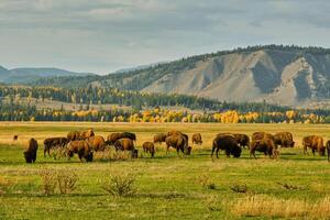 kudde van bizon begrazing in een veld- Aan een vallen Wyoming avond foto