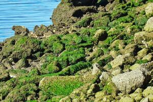 groen algen covers kustlijn rotsen langs de kust van de golf van Mexico foto