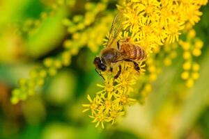 een honing bij Aan een guldenroede bloem in de laat middag foto