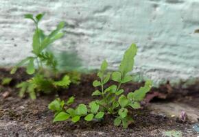 groen wild gras groeit overal foto