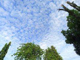 lucht met wolken, bomen net zo voorgrond foto