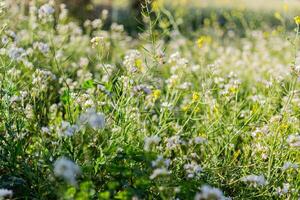 wild papaver bloemen foto