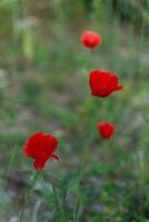 wild papaver bloemen foto