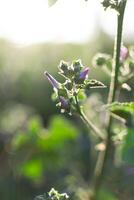 planten verlichte door de stralen van de ochtend- zon. foto