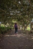 vrouw wandelingen langs een pad vol van bomen. foto