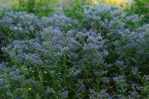 natuurlijk achtergrond met klein blauw bloemen. foto