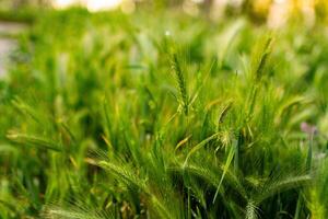 natuurlijk achtergrond met wild planten. foto