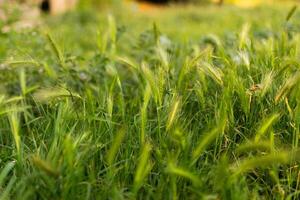 natuurlijk achtergrond met wild planten. foto