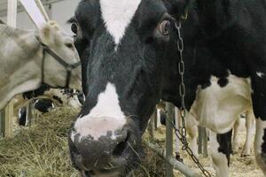 koeien Aan zuivel boerderij. vee voeden met hooi. concept van landbouw en dier veeteelt. kudde van koeien aan het eten hooi stal in dier boerderij. vlees en melk industrie. biologisch productie, duurzame levensstijl foto