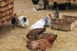 vrije uitloop eieren leggend kip landbouw en landbouw buitenshuis voor vrij reeks aan het eten. biologisch duurzame boerderij. gevogelte huisdier klein bedrijf Aan achtertuin landelijk. kip pik Aan platteland boerenerf foto