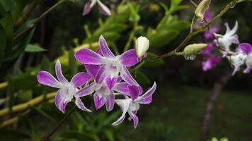 orchidee bloemen, natuur achtergrond, atmosfeer na regen foto