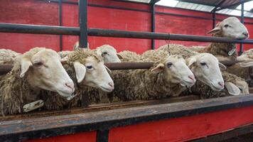 schapen of domba in de dier pen in voorbereiding voor offer Aan eid al-adha foto