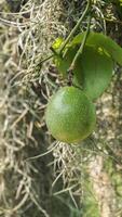 groen passie fruit Aan de boerderij dichtbij omhoog beeld foto