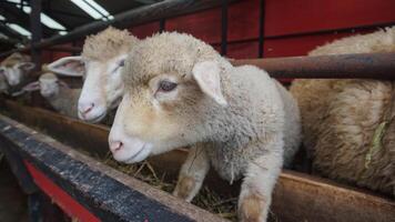 schapen of domba in de dier pen in voorbereiding voor offer Aan eid al-adha foto