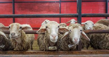 schapen of domba in de dier pen in voorbereiding voor offer Aan eid al-adha foto