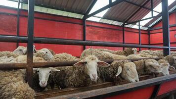 schapen of domba in de dier pen in voorbereiding voor offer Aan eid al-adha foto